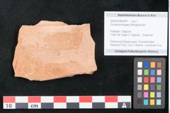 Foto (Objekt + Etikett) von Dioclea protogaea Ettingshausen (NHMW-GEO-2024-0188-8041)